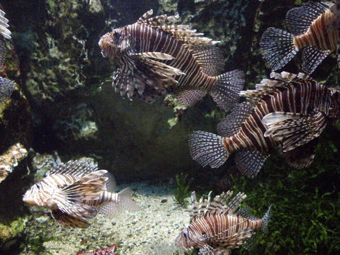 Lion Fishes